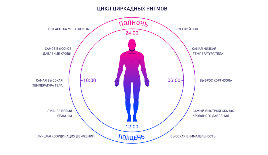 Как наладить режим дня и подчинить свои циркадные ритмы